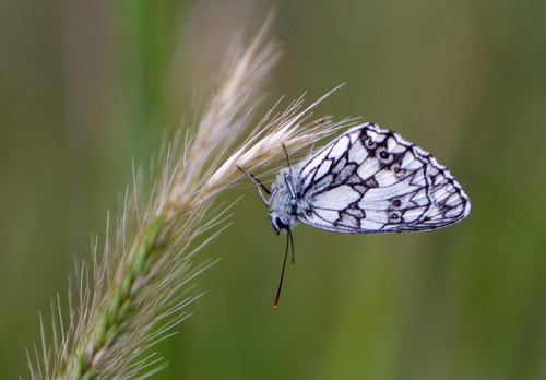 Marbled White DM1238